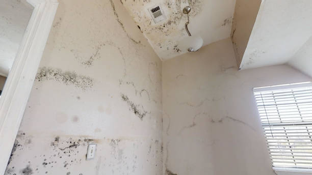 Mold Removal for HVAC Installations in Sunnyside, CA