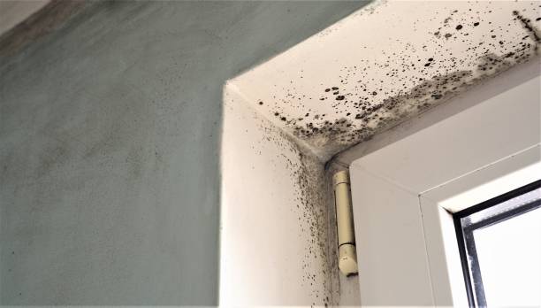 Best Dehumidification Services  in Sunnyside, CA