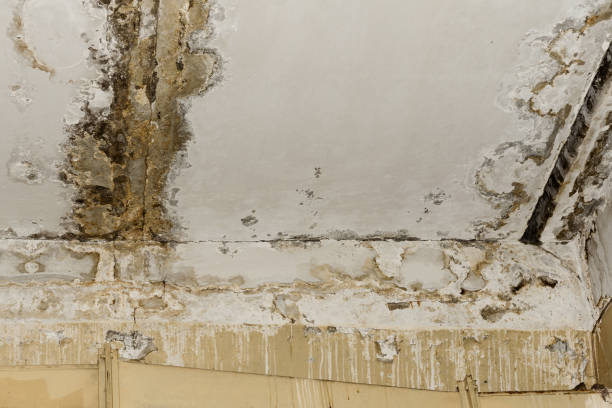 Best HVAC Mold Inspection and Cleaning  in Sunnyside, CA