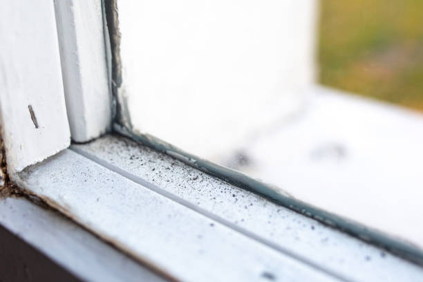 Best Black Mold Removal  in Sunnyside, CA