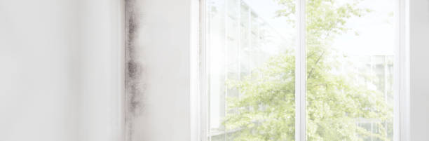 Best Post-Construction Mold Inspection  in Sunnyside, CA