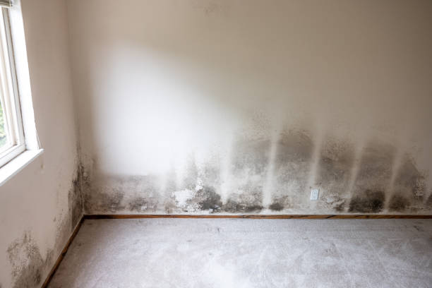 Best Forensic Mold Investigation  in Sunnyside, CA