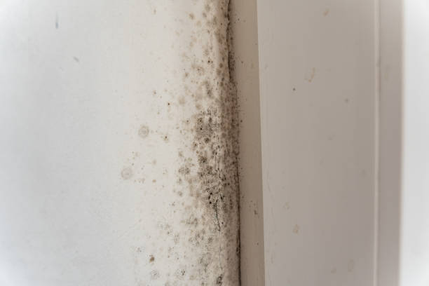 Reliable Sunnyside, CA Mold Removal Solutions
