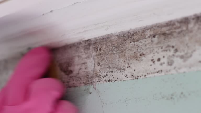 Best Mold Remediation for Healthcare Facilities  in Sunnyside, CA